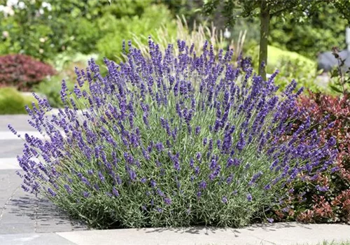 Lavendel schneiden