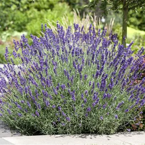 Lavendel schneiden