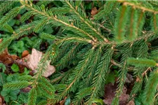 Picea abies 'Loreley'