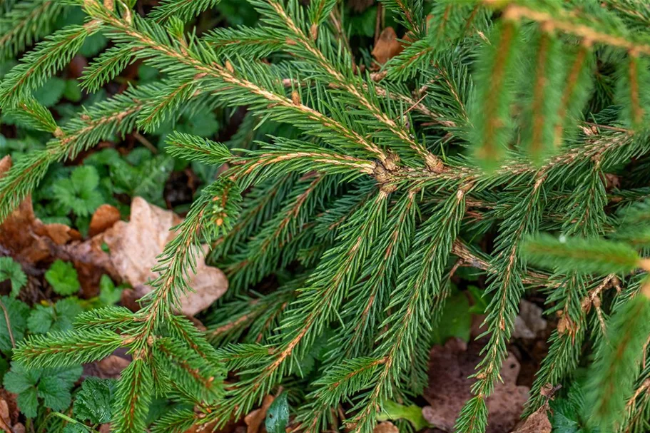 Picea abies 'Loreley'