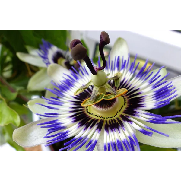 Passiflora caerulea 'Purple Haze'