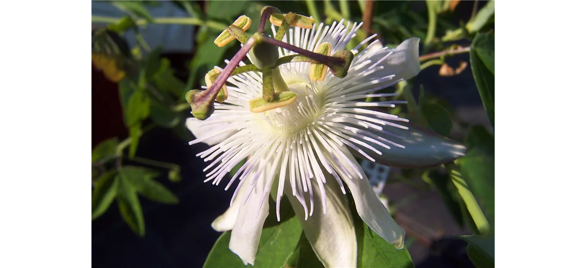 Passiflora caerulea 'Constance Elliot' Topfgröße 2 Liter, Höhe 40-60cm