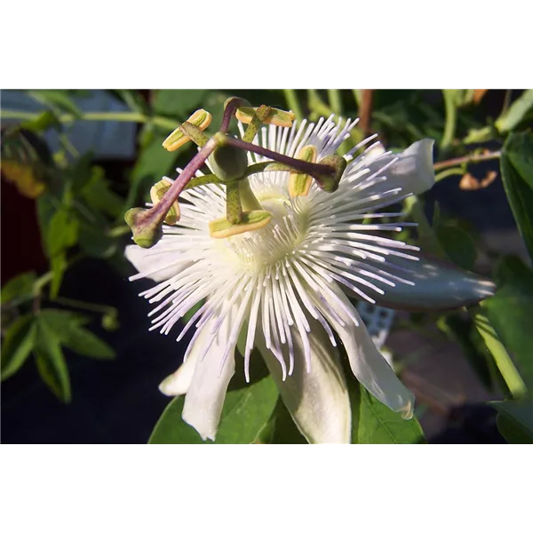 Passiflora caerulea 'Constance Elliot'