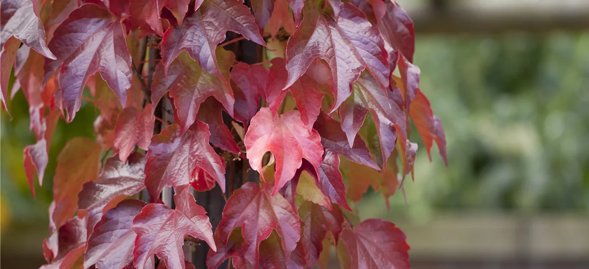 Parthenocissus tricuspidata 'Veitchii Robusta' Topfgröße 2 Liter, Höhe 60-100cm