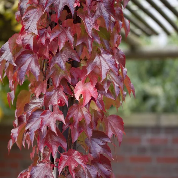 Parthenocissus tricuspidata 'Veitchii Robusta'