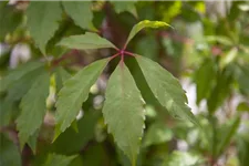 Parthenocissus quinquefolia 'Engelmannii' Topfgröße 2 Liter, Höhe 40-60cm