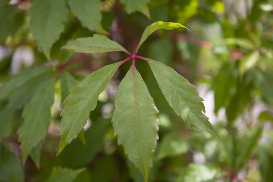 Parthenocissus quinquefolia 'Engelmannii' Topfgröße 2 Liter, Höhe 40-60cm