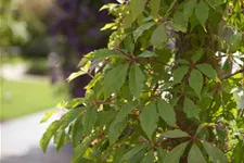 Parthenocissus quinquefolia 'Engelmannii' Topfgröße 2 Liter, Höhe 40-60cm