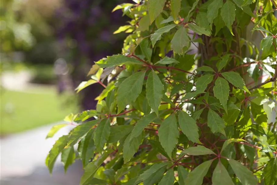 Parthenocissus quinquefolia 'Engelmannii' Topfgröße 2 Liter, Höhe 40-60cm