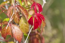 Parthenocissus quinquefolia 'Engelmannii' Topfgröße 2 Liter, Höhe 40-60cm