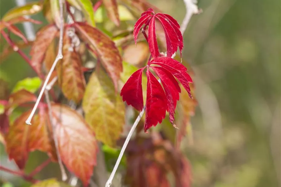 Parthenocissus quinquefolia 'Engelmannii' Topfgröße 2 Liter, Höhe 40-60cm