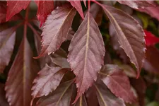 Parthenocissus quinquefolia 'Engelmannii' Topfgröße 2 Liter, Höhe 40-60cm