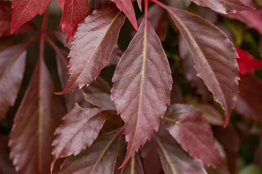 Parthenocissus quinquefolia 'Engelmannii' Topfgröße 2 Liter, Höhe 40-60cm