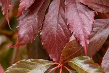 Parthenocissus quinquefolia 'Engelmannii' Topfgröße 2 Liter, Höhe 40-60cm