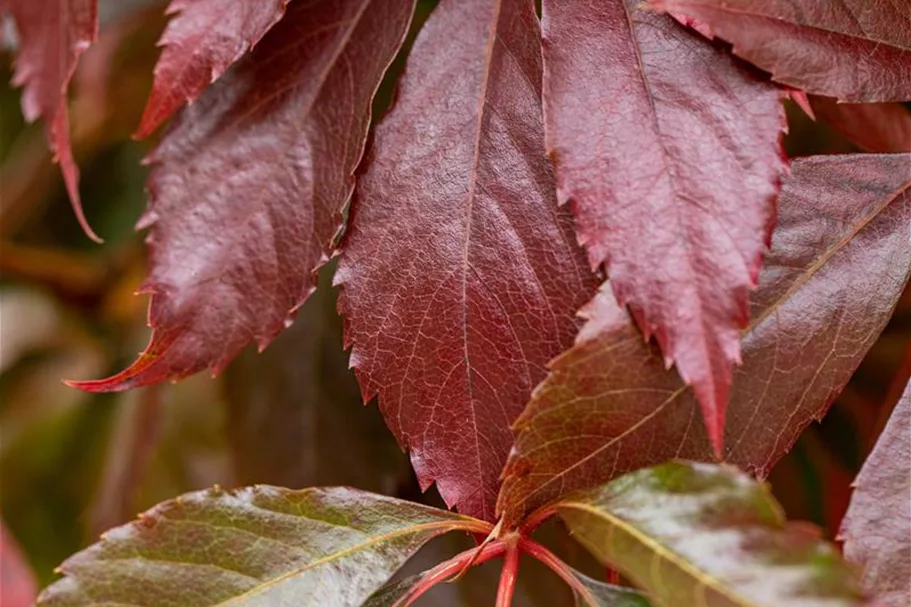 Parthenocissus quinquefolia 'Engelmannii' Topfgröße 2 Liter, Höhe 40-60cm