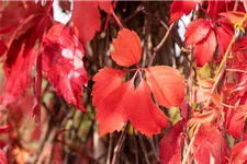 Parthenocissus quinquefolia 'Engelmannii' Topfgröße 2 Liter, Höhe 40-60cm