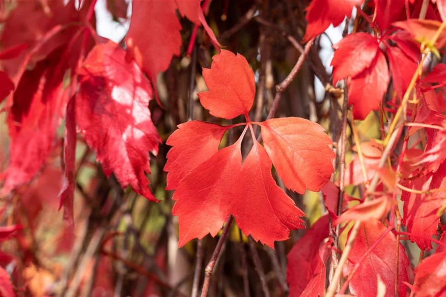 Parthenocissus quinquefolia 'Engelmannii' Topfgröße 2 Liter, Höhe 40-60cm