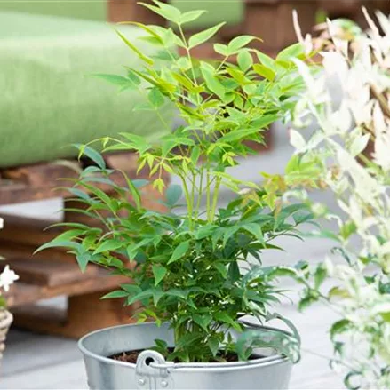 Nandina domestica 'Lemon and Lime'®