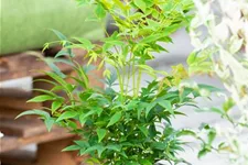 Nandina domestica 'Lemon and Lime'® Topfgröße 4,6 Liter