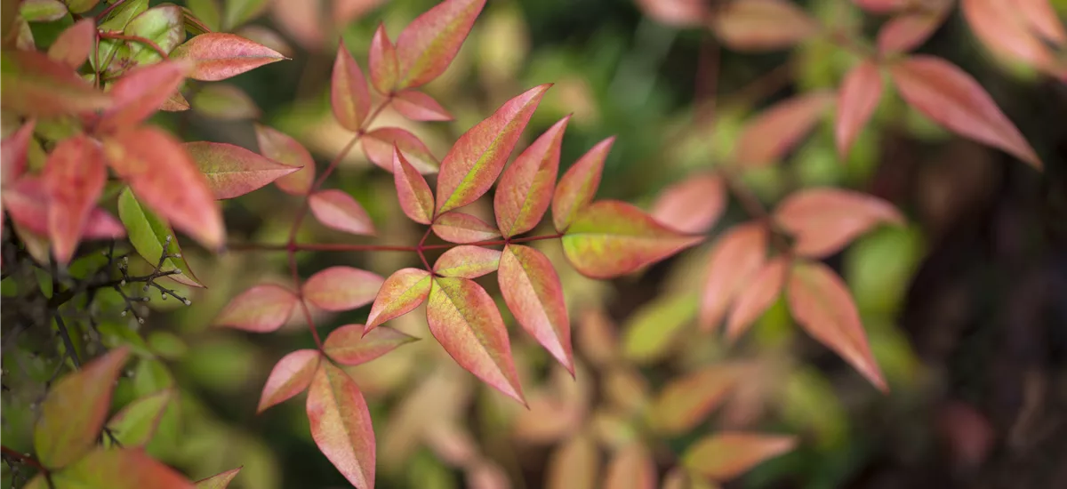 Nandina domestica 'Gulf Stream' Topfgröße 4,6 Liter