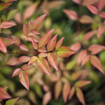 Nandina domestica 'Gulf Stream'