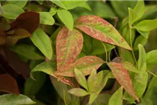 Nandina domestica 'Firepower' Topfgröße 2 Liter, Höhe 20-25cm