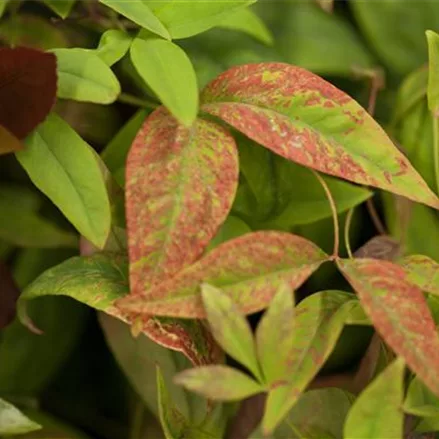 Nandina domestica 'Firepower'