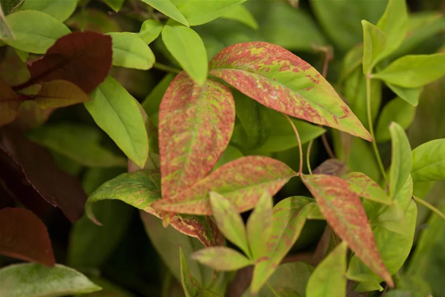 Nandina domestica 'Firepower' Topfgröße 2 Liter, Höhe 20-25cm