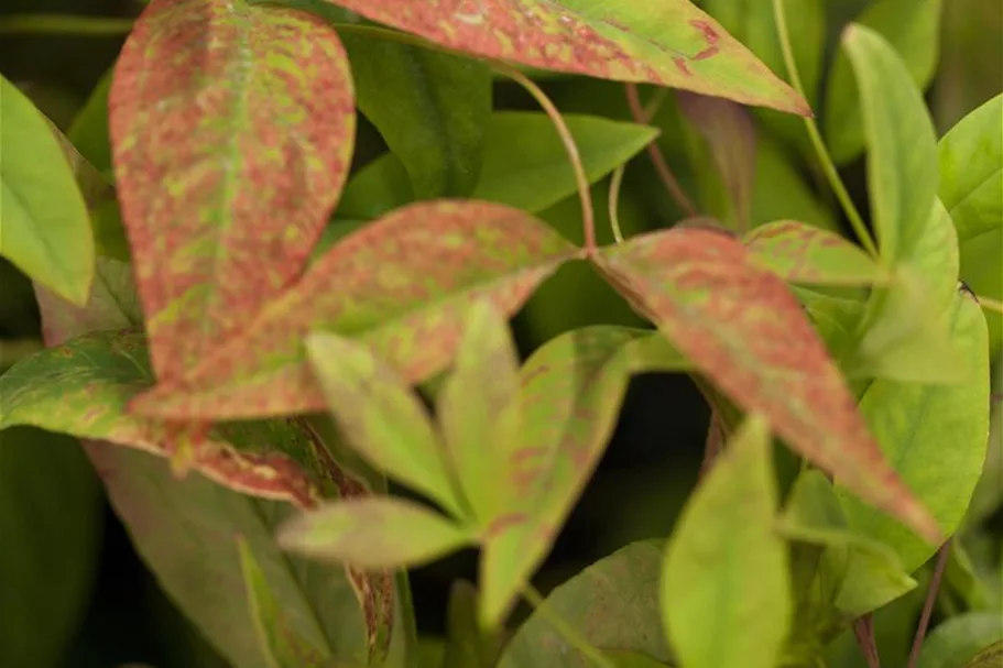 Nandina domestica 'Firepower' Topfgröße 2 Liter, Höhe 20-25cm