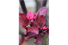 Malus 'Royal Beauty' CAC Stammhöhe 100cm, Topfgröße 16,5 Liter