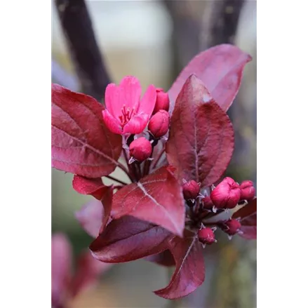 Malus 'Royal Beauty' CAC