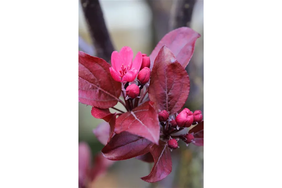 Malus 'Royal Beauty' CAC Stammhöhe 100cm, Topfgröße 16,5 Liter