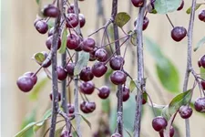 Malus 'Royal Beauty' CAC Stammhöhe 100cm, Topfgröße 16,5 Liter