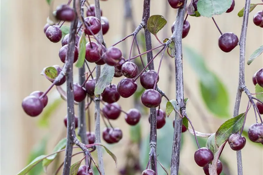 Malus 'Royal Beauty' CAC Stammhöhe 100cm, Topfgröße 16,5 Liter