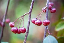 Malus 'Royal Beauty' CAC Stammhöhe 100cm, Topfgröße 16,5 Liter