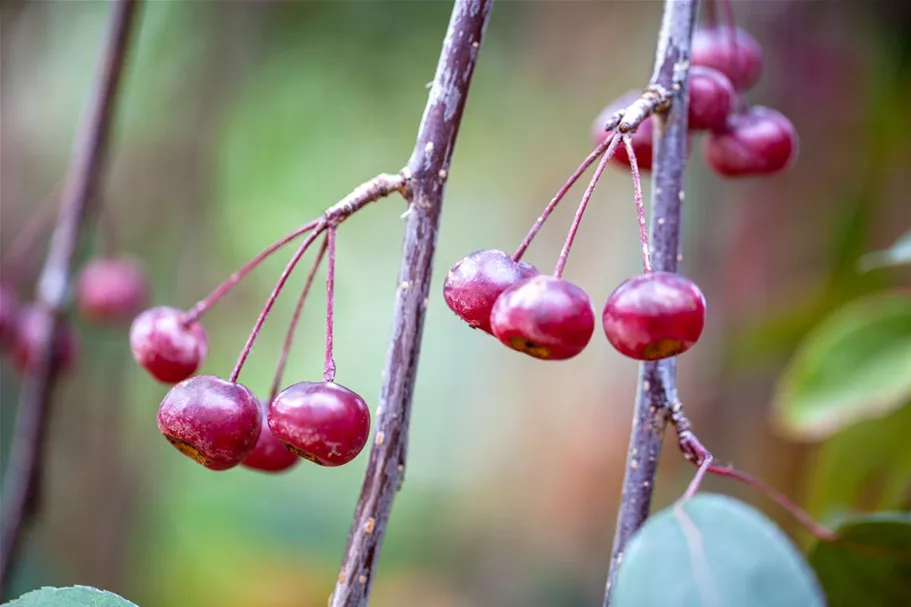 Malus 'Royal Beauty' CAC Stammhöhe 100cm, Topfgröße 16,5 Liter