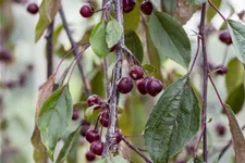 Malus 'Royal Beauty' CAC Stammhöhe 100cm, Topfgröße 16,5 Liter