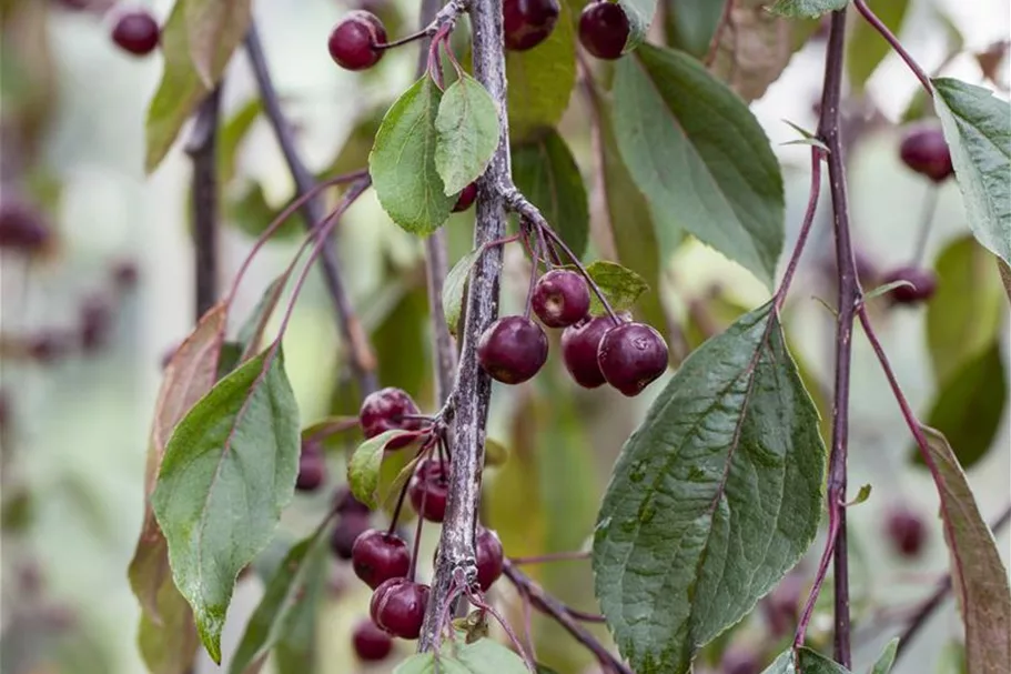 Malus 'Royal Beauty' CAC Stammhöhe 100cm, Topfgröße 16,5 Liter