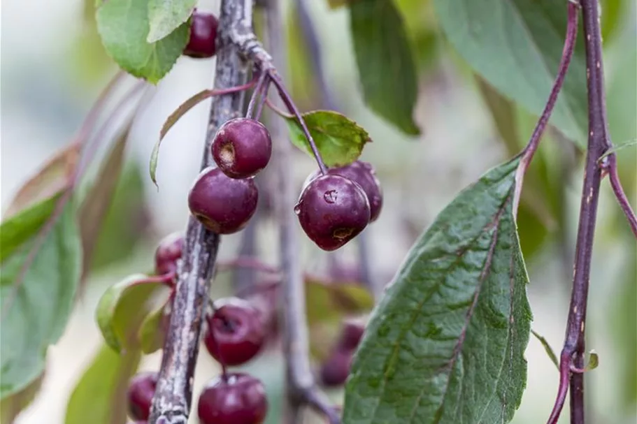 Malus 'Royal Beauty' CAC Stammhöhe 100cm, Topfgröße 16,5 Liter