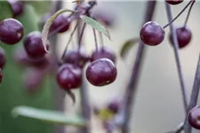 Malus 'Royal Beauty' CAC Stammhöhe 100cm, Topfgröße 16,5 Liter