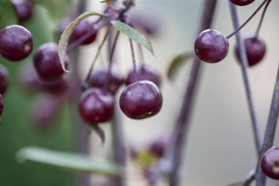 Malus 'Royal Beauty' CAC Stammhöhe 100cm, Topfgröße 16,5 Liter