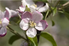 Malus domestica 'Ingrid Marie' Stammhöhe 40cm, Topfgröße 5 Liter