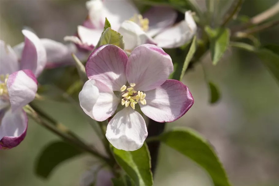 Malus domestica 'Ingrid Marie' Stammhöhe 40cm, Topfgröße 5 Liter