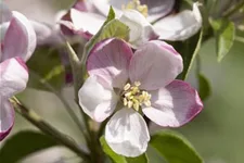 Malus domestica 'Ingrid Marie' Stammhöhe 40cm, Topfgröße 5 Liter