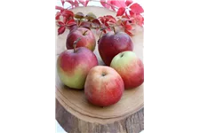 Malus domestica 'Gloster' Stammhöhe 40cm, Topfgröße 5 Liter