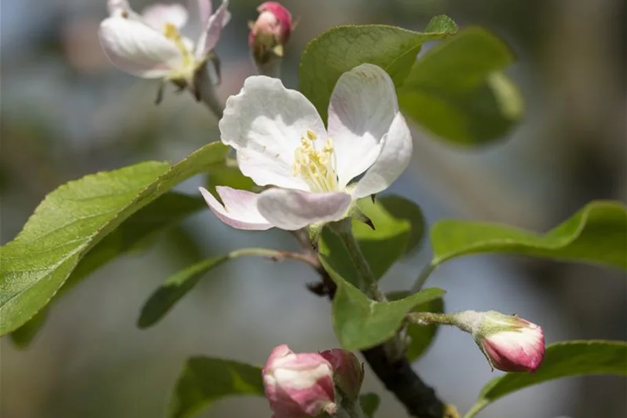 Malus domestica 'Gloster' Stammhöhe 40cm, Topfgröße 5 Liter