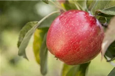 Malus domestica 'Gloster' Stammhöhe 40cm, Topfgröße 5 Liter