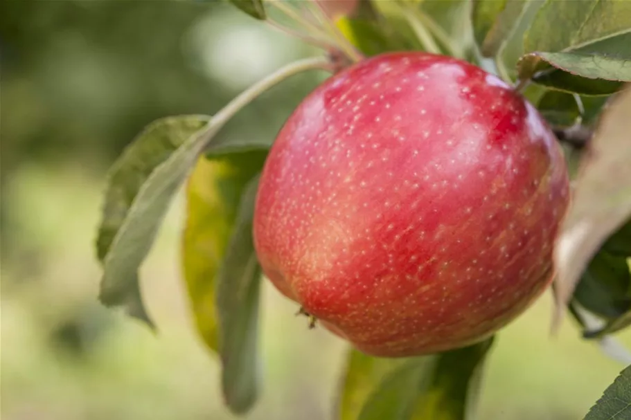 Malus domestica 'Gloster' Stammhöhe 40cm, Topfgröße 5 Liter