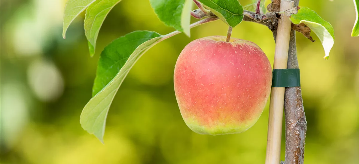 Malus domestica 'Croquella'® CAC Stammhöhe 30cm, Topfgröße 10 Liter