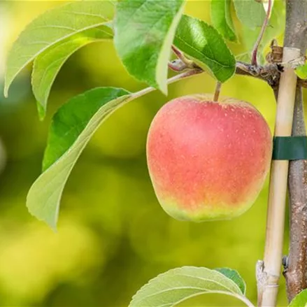 Malus domestica 'Croquella'® CAC